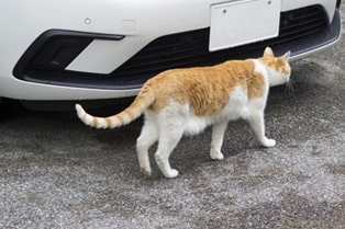 駐車場の猫画像